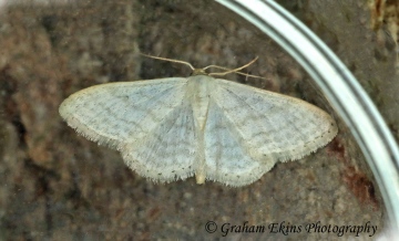 Idaea subsericeata Satin Wave Copyright: Graham Ekins