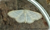 Idaea subsericeata Satin Wave 