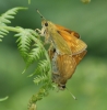 Large Skipper pair - underside