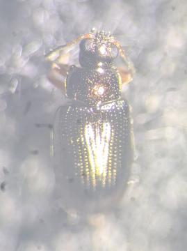 Crepidodera plutus Copyright: Robert Smith