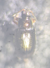 Crepidodera plutus