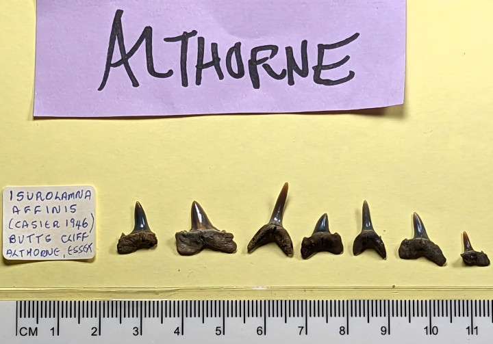 Seven fossil shark teeth of Isurolamna affinis London Clay Copyright: William George