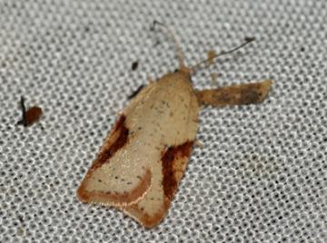 Acleris ferrugana Copyright: Ben Sale (2009)