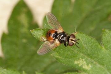 Gymnosoma nitens Copyright: Peter Harvey