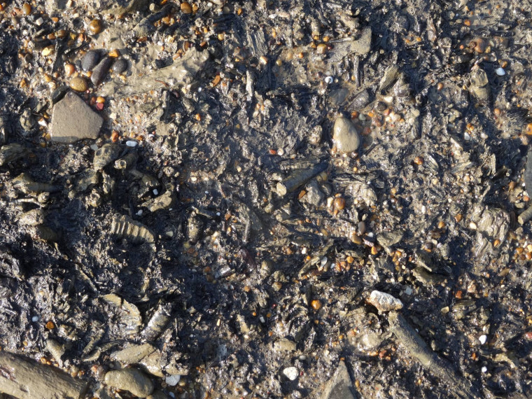 Purfleet Submerged Forest detail near Royal Hotel 2017 Copyright: William George
