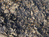 Purfleet Submerged Forest detail near Royal Hotel 2017 