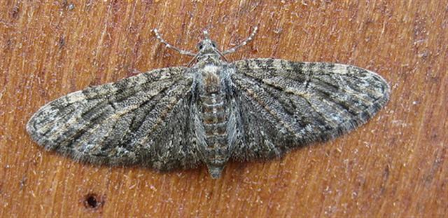 Brindled Pug. Copyright: Stephen Rolls