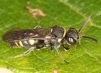 Nysson trimaculatus Copyright: Peter Harvey