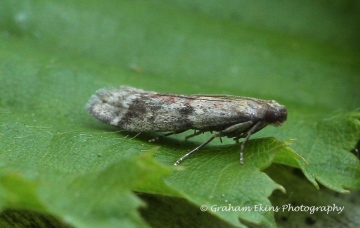 Acrobasis consociella 3 Copyright: Graham Ekins