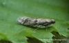 Acrobasis consociella 3 Copyright: Graham Ekins