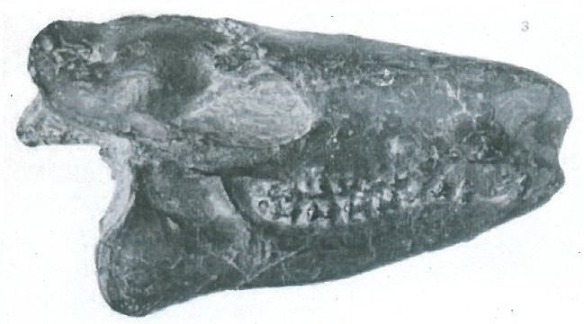 Hyracotherium skull found at Harwich in 1856. Copyright: Essex Field Club. See Essex Naturalist Volume 21 (1925).