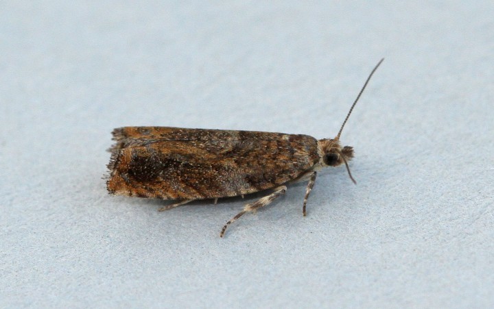 Epinotia abbreviana 2 Copyright: Graham Ekins