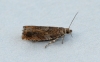 Epinotia abbreviana 2