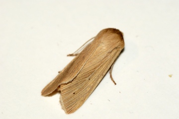 Common Wainscot 2 Copyright: Ben Sale