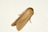 Common Wainscot 2