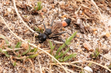 Ammophila sabulosa July 2020 Copyright: Simon Taylor