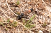 Ammophila sabulosa July 2020 Copyright: Simon Taylor