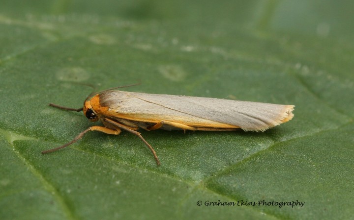 Eilema complana  Scarce Footman Copyright: Graham Ekins