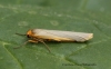 Eilema complana  Scarce Footman