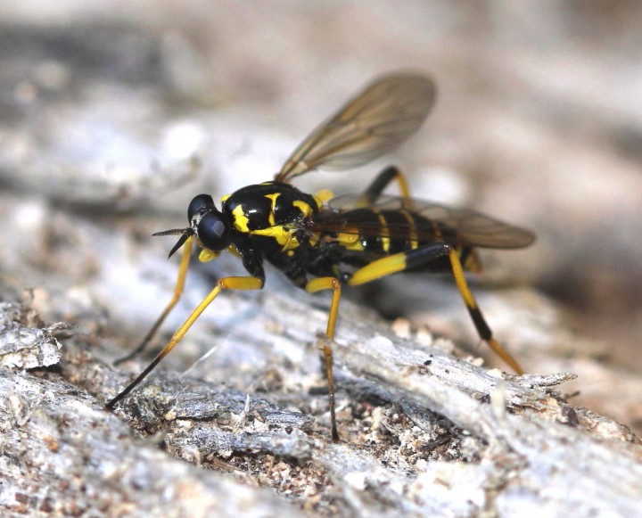 Wasp Wood-soldierfly (Xylomya maculata) Copyright: Jeremy Richardson