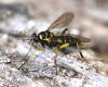 Wasp Wood-soldierfly (Xylomya maculata) 