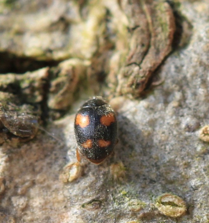 Nephus quadrimaculatus Copyright: Yvonne Couch