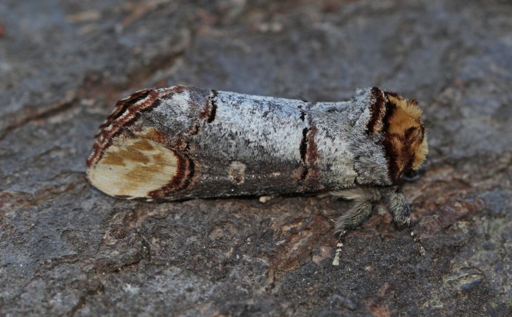 Buff-tip 5 Copyright: Graham Ekins