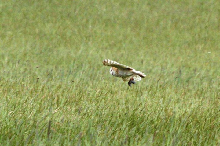 Barn Owl 3 Copyright: Graham Smith