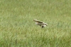 Barn Owl 3 