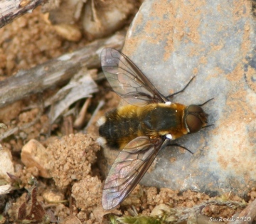 Bee fly  Villa modesta Copyright: Su Reed