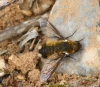 Bee fly  Villa modesta Copyright: Su Reed
