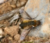 Bee fly  Villa modesta