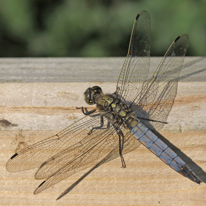 Black tailed skimmer Copyright: Geoff Vowles