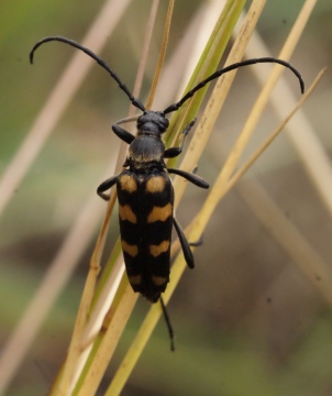 Leptura quadrifasciata 2 Copyright: Robert Smith