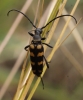 Leptura quadrifasciata 2 Copyright: Robert Smith