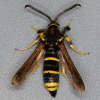 Dusky Clearwing 10-07-2023