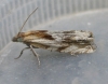 Eucosma cana.