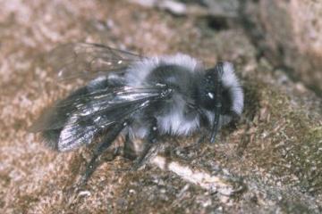 Andrena cineraria Copyright: Peter Harvey