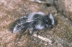 Andrena cineraria