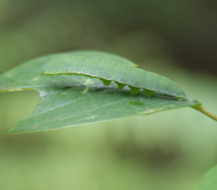 Brimstone larva on Alder Buckthorn Copyright: Robert Smith
