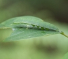 Brimstone larva on Alder Buckthorn 