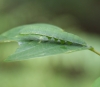 Brimstone larva on Alder Buckthorn