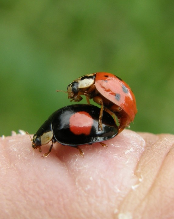 Harlequin ladybirds mating Copyright: Sue Grayston