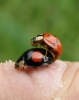 Harlequin ladybirds mating