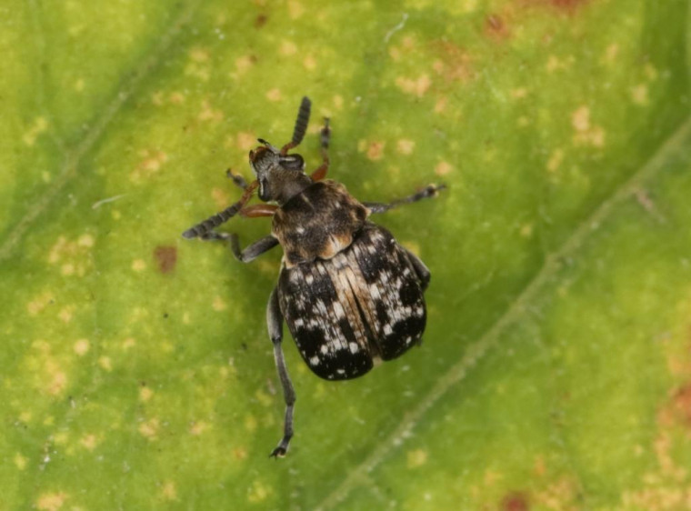Bruchus rufimanus 4 Copyright: Peter Harvey