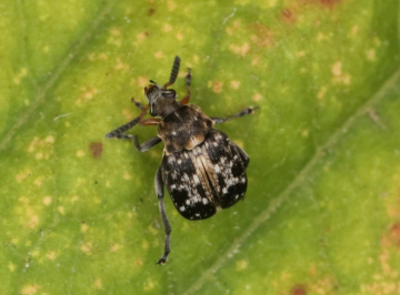 Bruchus rufimanus 4 Copyright: Peter Harvey
