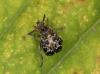 Bruchus rufimanus 4