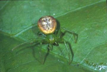 Diaea dorsata Copyright: Peter Harvey