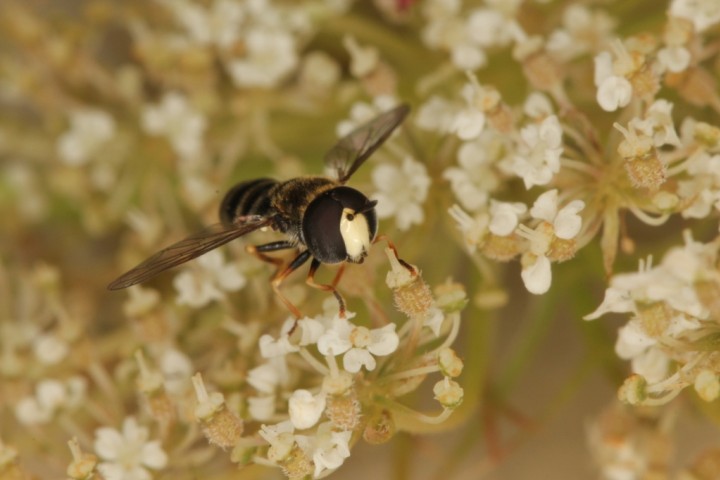 Paragus albifrons male 1 Copyright: Peter Harvey