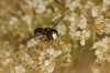 Paragus albifrons male 1 Copyright: Peter Harvey